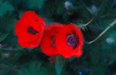Three Poppies of Scarlet, 2018, af Unbekannt Unbekannt